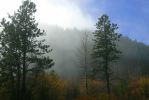 PICTURES/Pikes Peak - No Bust/t_Mist in Trees4.JPG